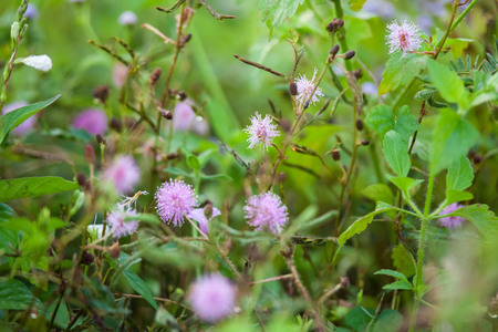 Purple Chives flower alike for blur wallpaper backgroundの写真素材
