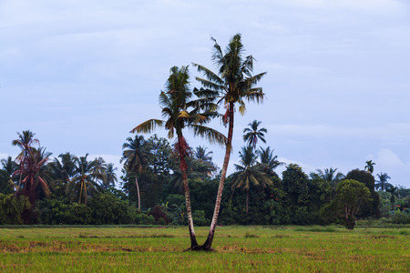 Isolated coconut tree with green trees backgroundの写真素材