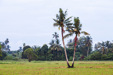 Isolated coconut tree with green trees backgroundの写真素材