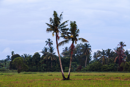 Isolated coconut tree with green trees backgroundの写真素材
