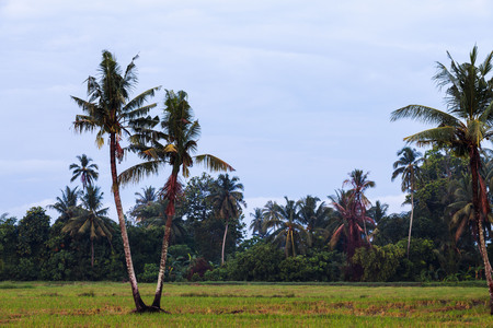 Isolated coconut tree with green trees backgroundの写真素材