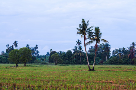 Isolated coconut tree with green trees backgroundの写真素材