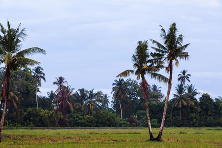 Isolated coconut tree with green trees backgroundの写真素材
