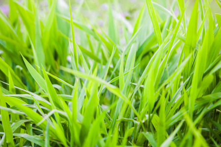 Green grass close up view for blur background textureの写真素材