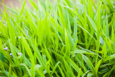 Green grass close up view for blur background textureの写真素材
