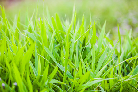 Green grass close up view for blur background textureの写真素材