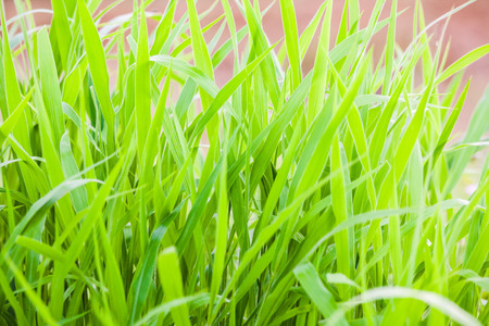 Green grass close up view for blur background textureの写真素材