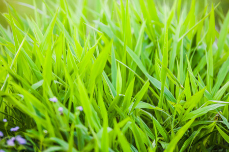 Green grass close up view for blur background textureの写真素材