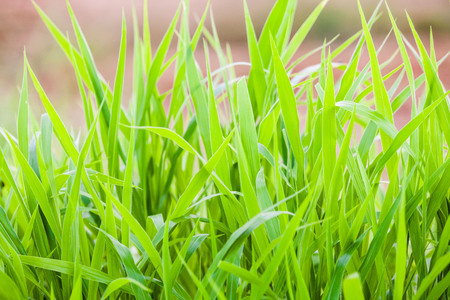 Green grass close up view for blur background textureの写真素材