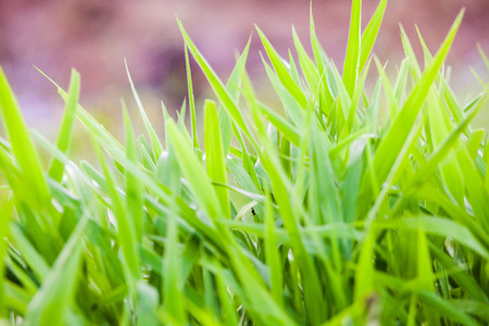 Green grass close up view for blur background textureの写真素材
