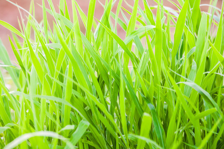 Green grass close up view for blur background textureの写真素材