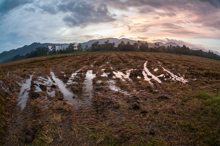 Harvested rice field view with sunrise backgroundの写真素材