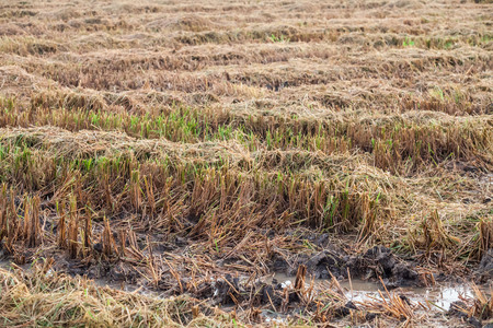 Harvested wet farm texture for blur backgroundの写真素材