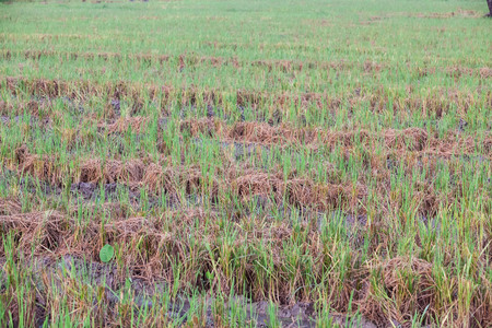 Harvested wet farm texture for blur backgroundの写真素材