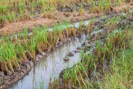 Harvested wet farm texture for blur backgroundの写真素材