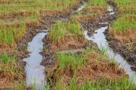 Harvested wet farm texture for blur backgroundの写真素材