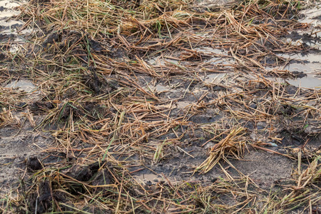 Harvested wet farm texture for blur backgroundの写真素材