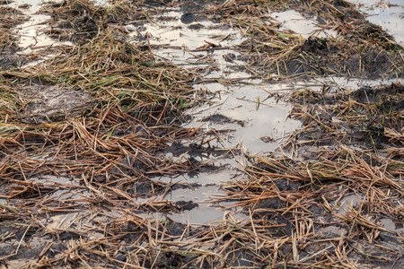 Harvested wet farm texture for blur background
