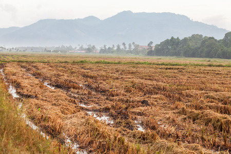 Harvested wet farm texture for blur backgroundの写真素材