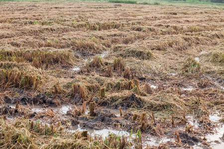 Harvested wet farm texture for blur backgroundの写真素材
