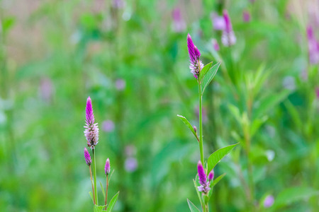 Pink flower Obedient Plant alike or better known as Physostegia Virginiana for blur backgroundの写真素材
