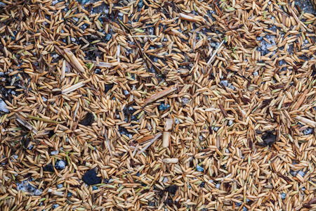 Close up view of rice texture on ground before peeling and polishingの写真素材