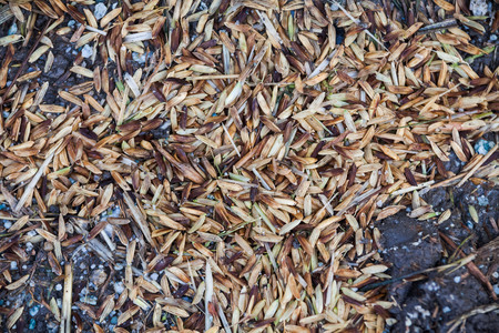 Close up view of rice texture on ground before peeling and polishingの写真素材