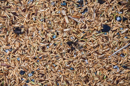 Close up view of rice texture on ground before peeling and polishingの写真素材