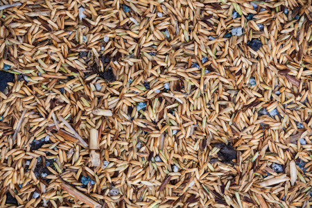 Close up view of rice texture on ground before peeling and polishingの写真素材