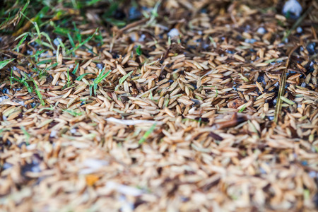 Close up view of rice texture on ground before peeling and polishingの写真素材