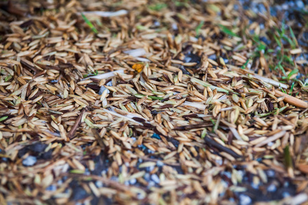 Close up view of rice texture on ground before peeling and polishingの写真素材