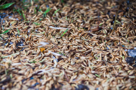 Close up view of rice texture on ground before peeling and polishingの写真素材