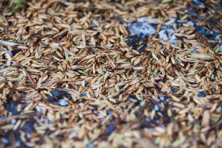 Close up view of rice texture on ground before peeling and polishingの写真素材