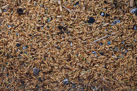 Close up view of rice texture on ground before peeling and polishingの写真素材