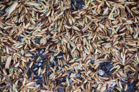 Close up view of rice texture on ground before peeling and polishingの写真素材
