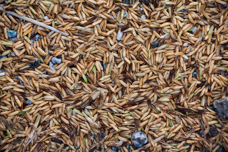 Close up view of rice texture on ground before peeling and polishingの写真素材