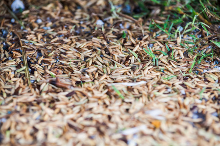 Close up view of rice texture on ground before peeling and polishingの写真素材