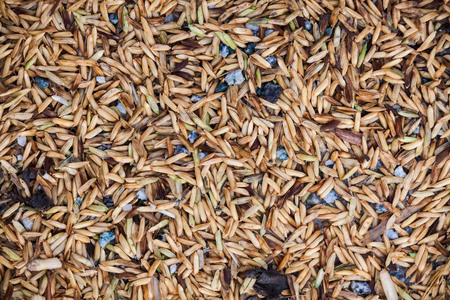 Close up view of rice texture on ground before peeling and polishingの写真素材