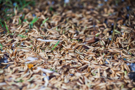 Close up view of rice texture on ground before peeling and polishingの写真素材