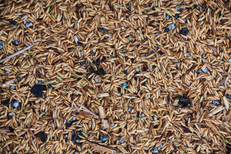 Close up view of rice texture on ground before peeling and polishingの写真素材