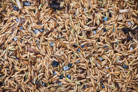 Close up view of rice texture on ground before peeling and polishingの写真素材