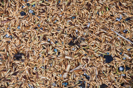 Close up view of rice texture on ground before peeling and polishingの写真素材