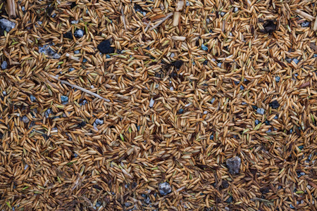 Close up view of rice texture on ground before peeling and polishingの写真素材