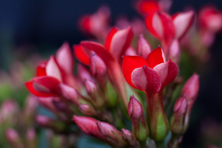Four red petal flower Kalanchoe Flower tropical succulent plant or better known as Widow's-thrillの写真素材