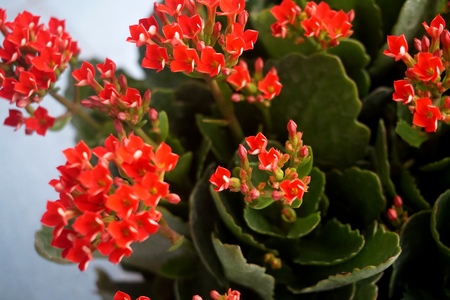 Four red petal flower Kalanchoe Flower tropical succulent plant or better known as Widow's-thrillの写真素材