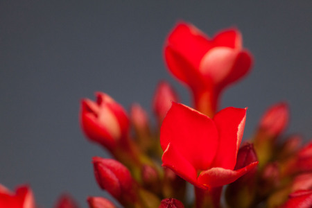 Four red petal flower Kalanchoe Flower tropical succulent plant or better known as Widow's-thrillの写真素材