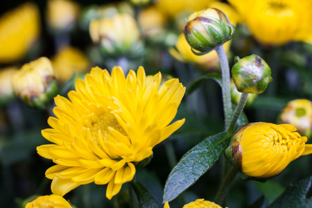 Yellow flower lawn daisy dandelion or better known as Bellis Perenniの写真素材