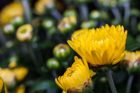 Yellow flower lawn daisy dandelion or better known as Bellis Perenniの写真素材