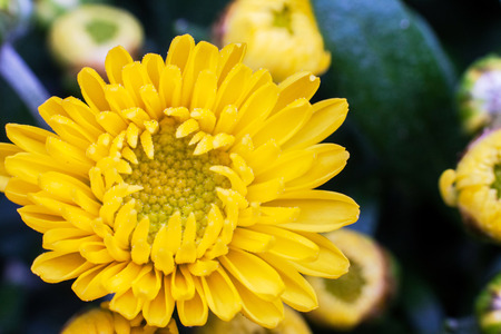 Yellow flower lawn daisy dandelion or better known as Bellis Perenniの写真素材