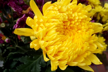 Yellow flower lawn daisy dandelion or better known as Bellis Perenniの写真素材